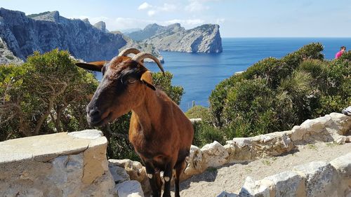 Goat standing on retaining wall by sea