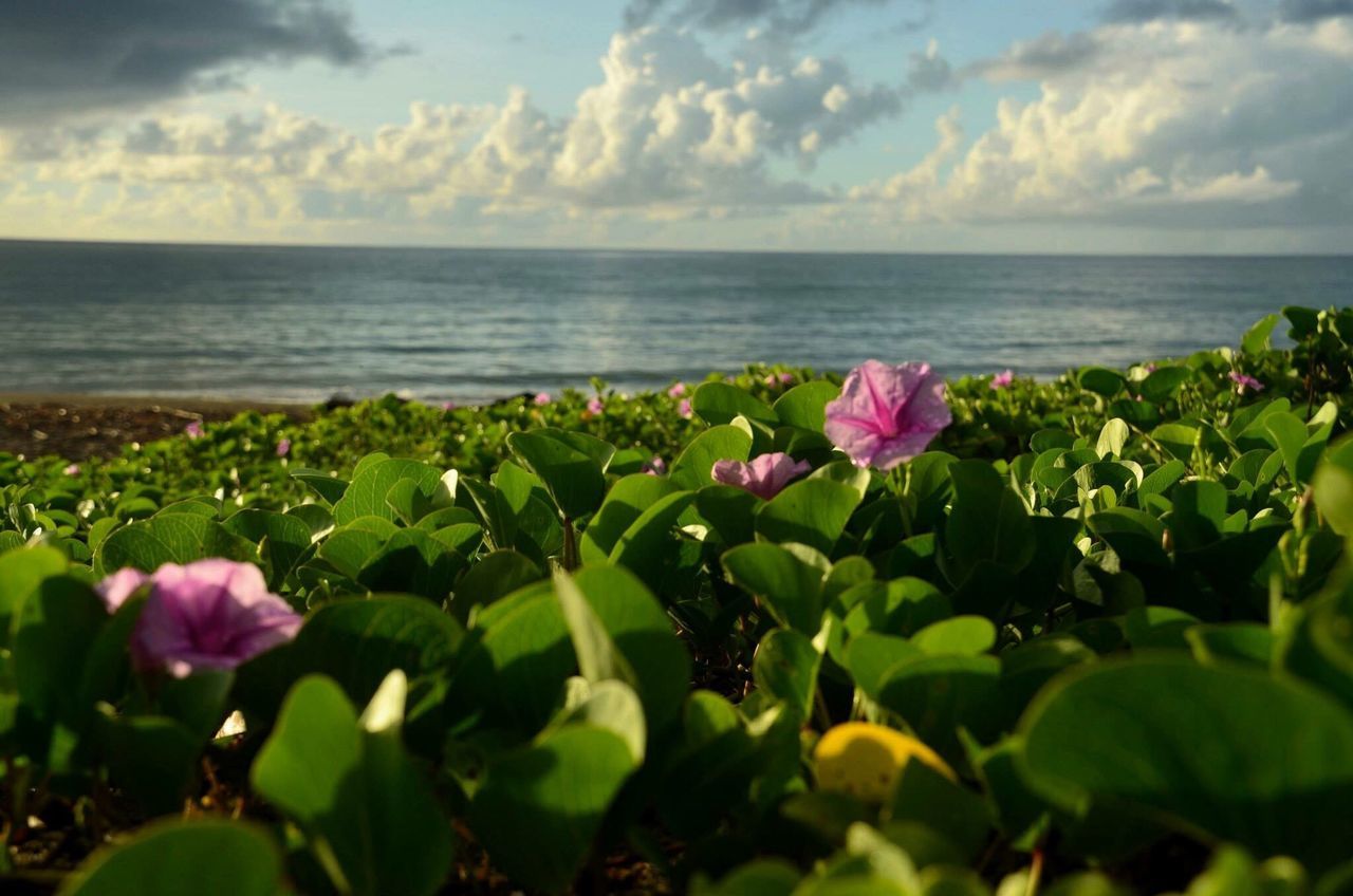 flower, sea, horizon over water, beauty in nature, sky, freshness, growth, nature, water, plant, fragility, tranquil scene, cloud - sky, beach, scenics, tranquility, petal, leaf, blooming, flower head