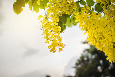 Close-up of yellow flowering plant against sky