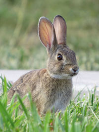 Close-up of rabbit on grass