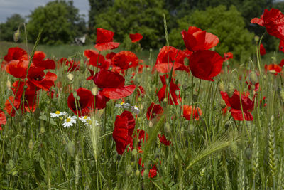 Close-up of red poppy flowers growing on field