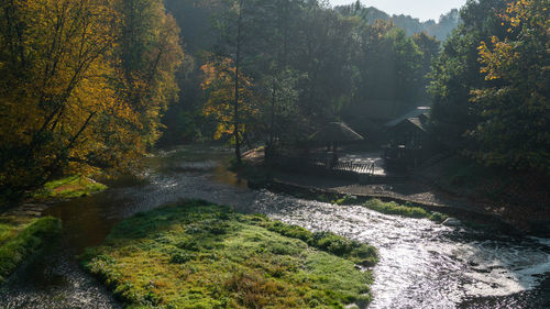 Scenic view of river amidst trees in forest