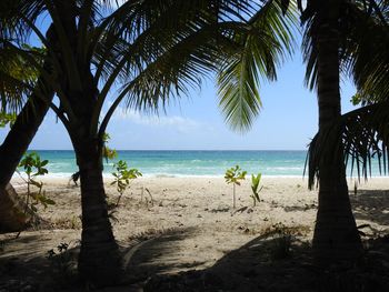 Palm trees by sea against sky