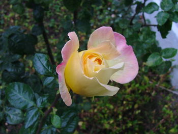 Close-up of yellow rose