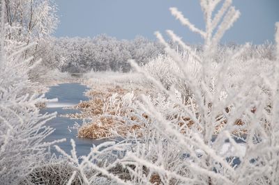 Close-up of frozen plants against sky