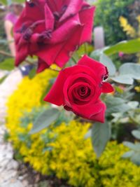 Close-up of pink rose flower