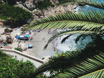 High angle view of people by palm trees