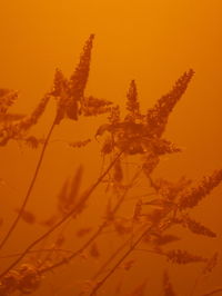 Close-up of orange flower against sky during sunset