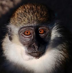 Close-up portrait of owl