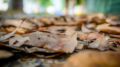 Close-up of dry leaves on ground