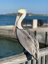 Close-up of pelican