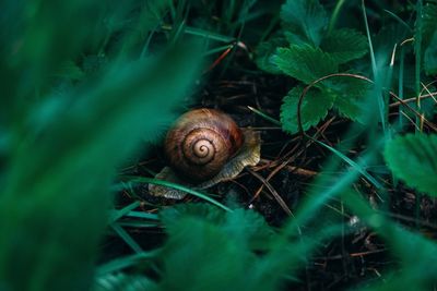 Close-up of snail amidst plants