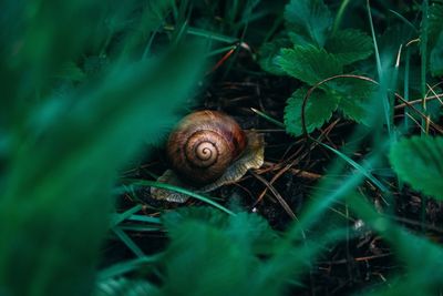 Close-up of snail on plant