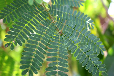 Close-up of green leaves