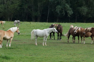 Some horses in a group.