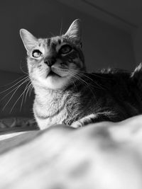 Close-up portrait of a cat