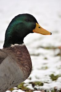 Close-up of a bird