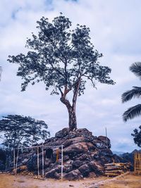 Tree by plants on field against sky