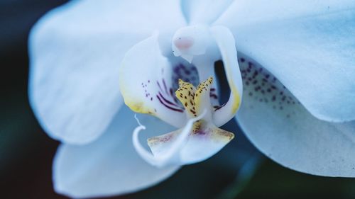 Close-up of orchid