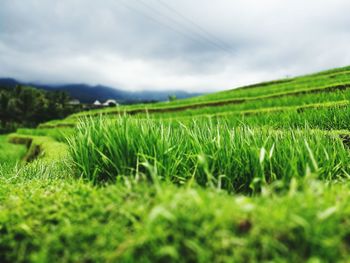 Close-up of grass growing in field