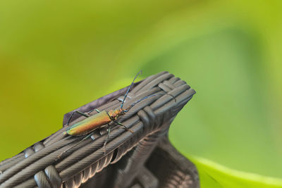 Close-up of dragonfly on wood