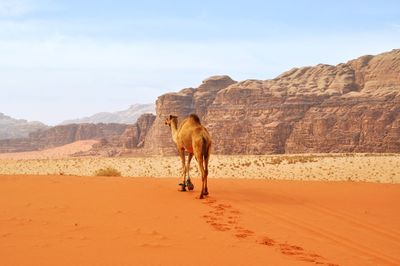 Horse in a desert