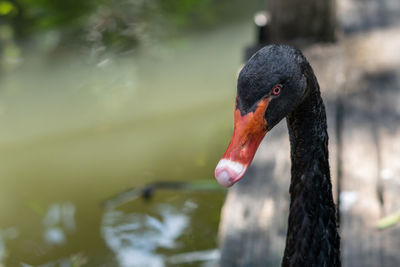 Close-up of swan in lake