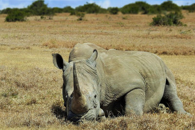 View of horse on field