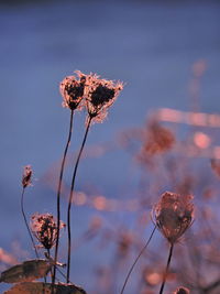 Close-up of wilted flower plant