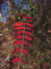 Close-up of red leaf on field