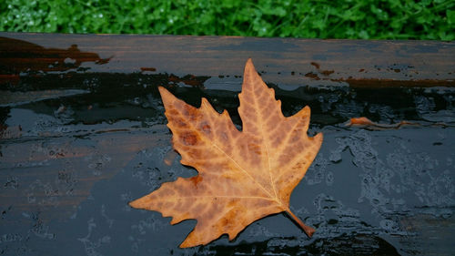 Close-up of maple leaf in water