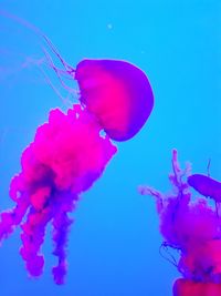 Close-up of jellyfish swimming in sea