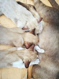 High angle view of dog sleeping