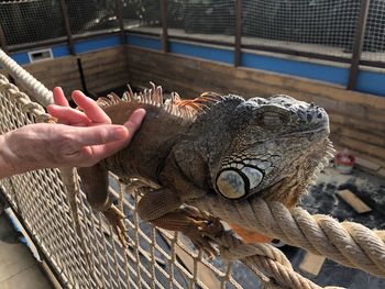 Close-up of hand holding umbrella at zoo