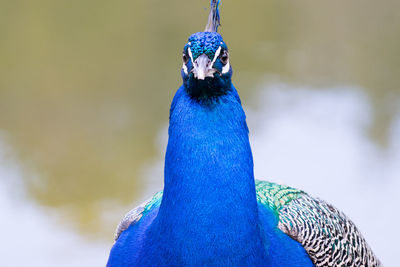 Portrait of male peacock
