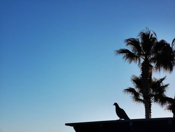 Low angle view of silhouette bird perching on palm tree against sky