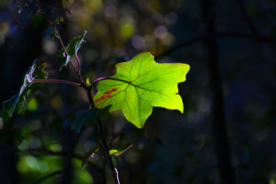 Close-up of green leaves on plant