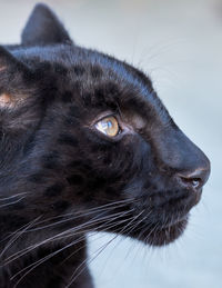 Close-up of cat looking away