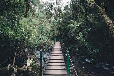 Footpath amidst trees in forest