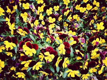 Close-up of yellow flowers blooming outdoors