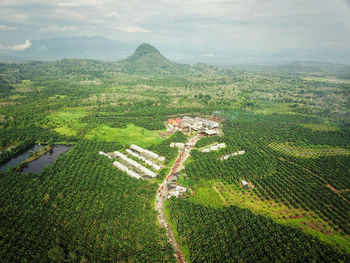 A queue of trucks transporting palm oil as seen from an aerial photo at the terawas palm oil mill