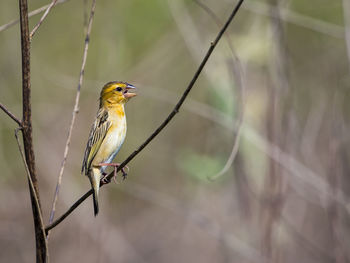 Close-up of bird perching on branch