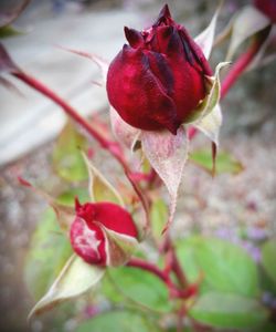 Close-up of pink rose