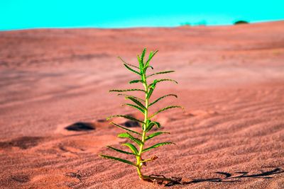 Close-up of plant growing on land