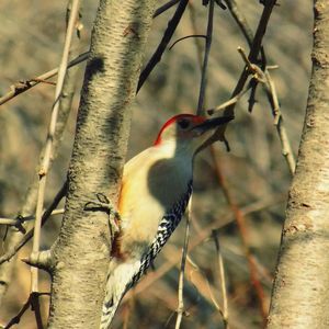 Bird perching on branch