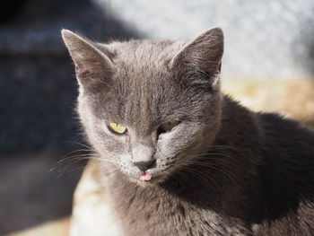 Close-up portrait of a cat