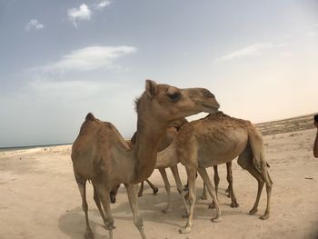 View of two horses on sand