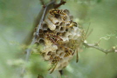 Close-up of paper wasps on nest
