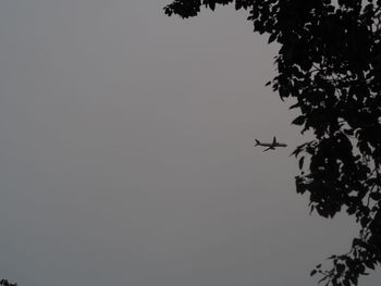 Low angle view of silhouette bird flying against clear sky