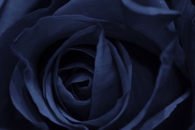 Close-up of rose against black background